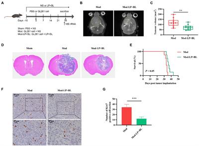 Bifidobacterium lactis combined with Lactobacillus plantarum inhibit glioma growth in mice through modulating PI3K/AKT pathway and gut microbiota